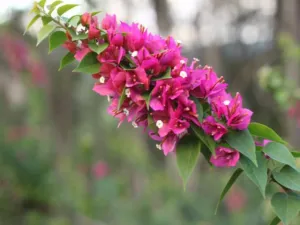 Bougainvillea Smartie Pants - 85mm